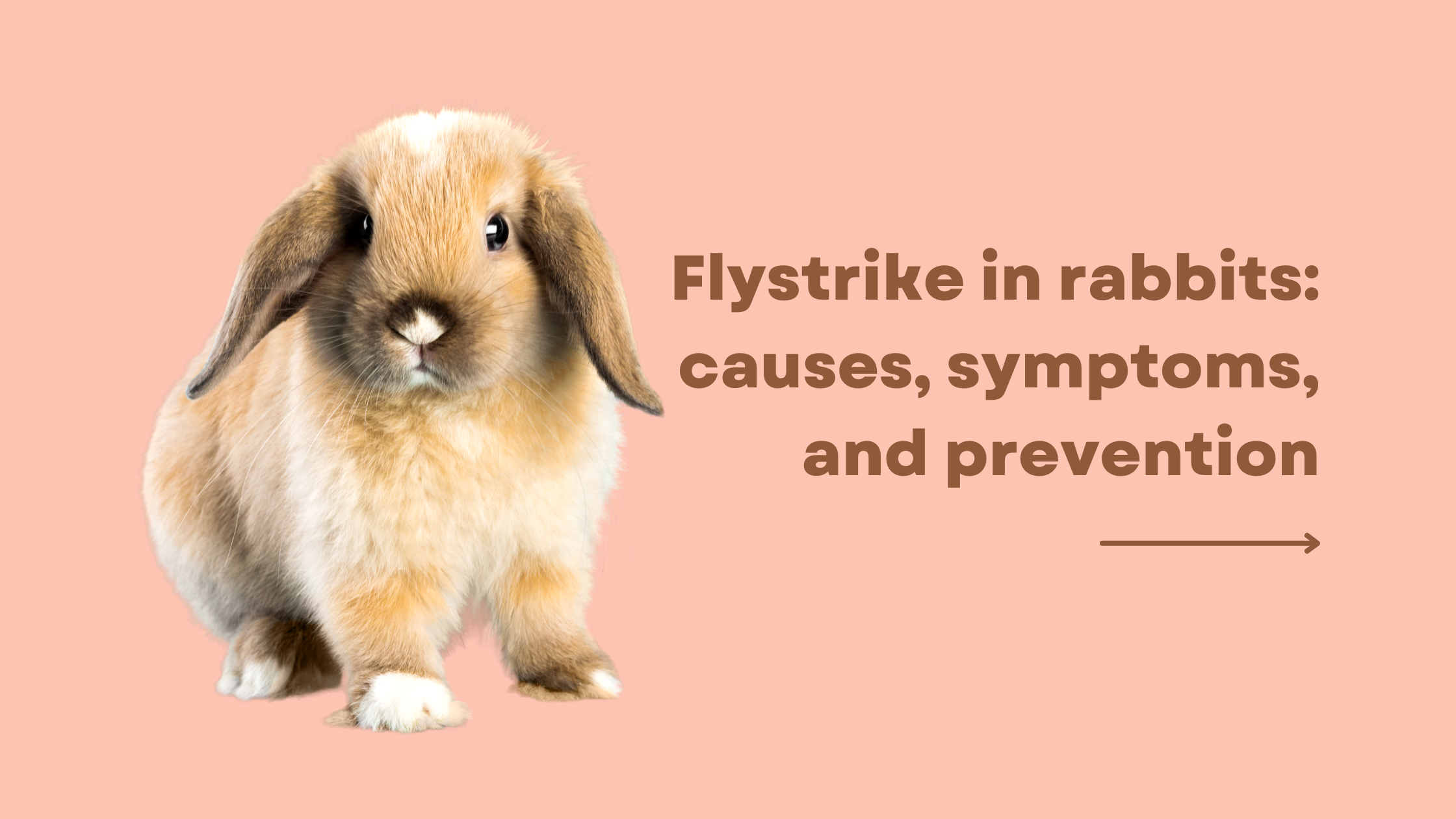 Flystrike in Rabbits Symptoms Treatment and Prevention Tips Homemade For Pets