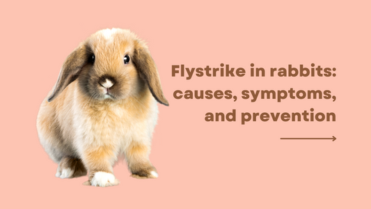 Flystrike in rabbits: causes, symptoms, and prevention