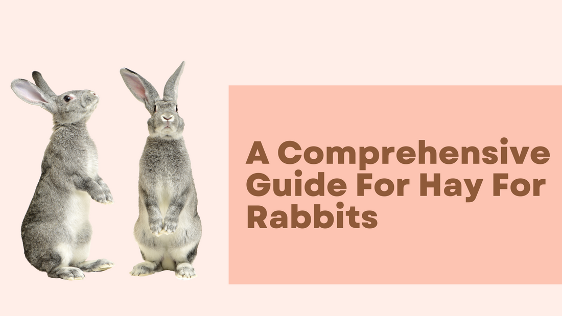 A Comprehensive Guide For Hay For Rabbits