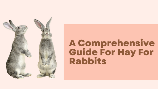 A Comprehensive Guide For Hay For Rabbits