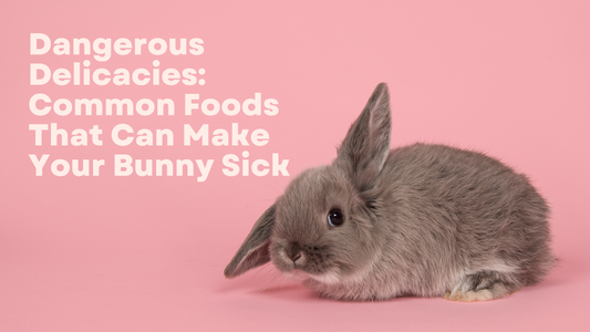 Dangerous Delicacies: Common Foods That Can Make Your Bunny Sick