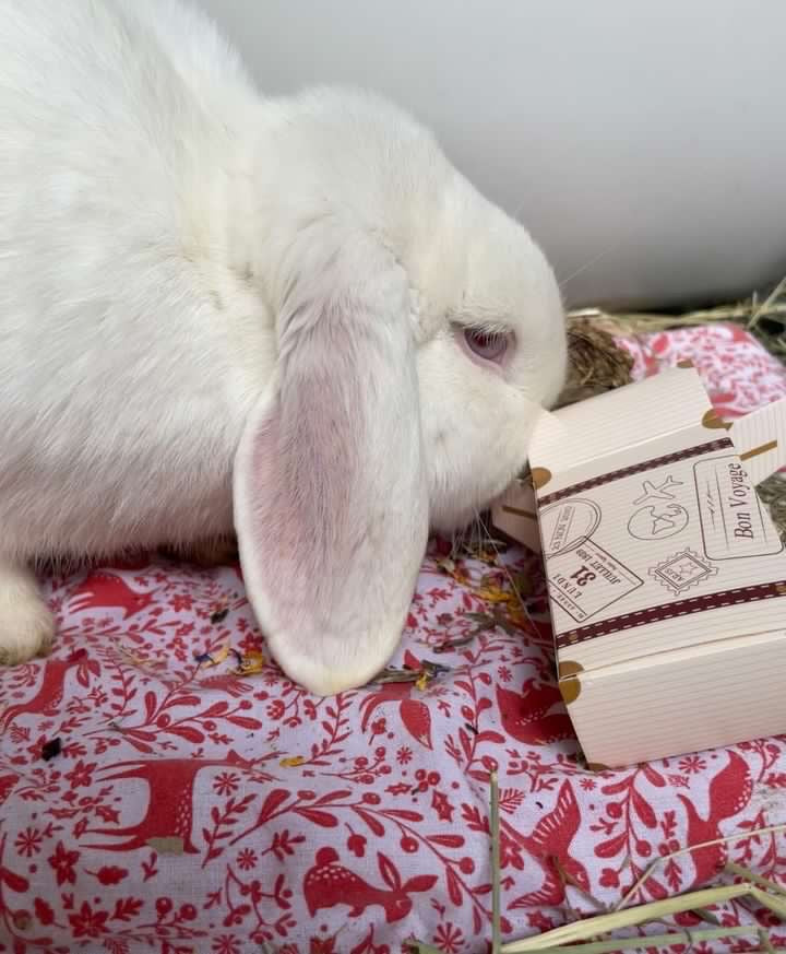 Buncation Box