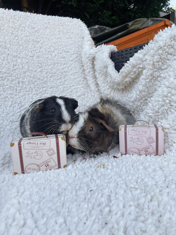 Buncation Box