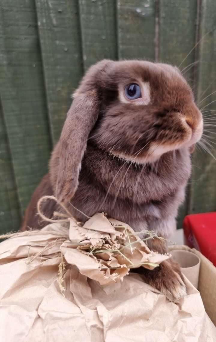 Hay Surprise Bag - Homemade For Pets