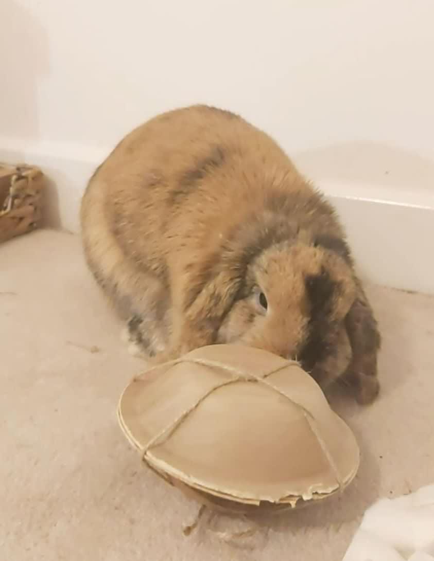 Giant Binky Bomb - Homemade For Pets