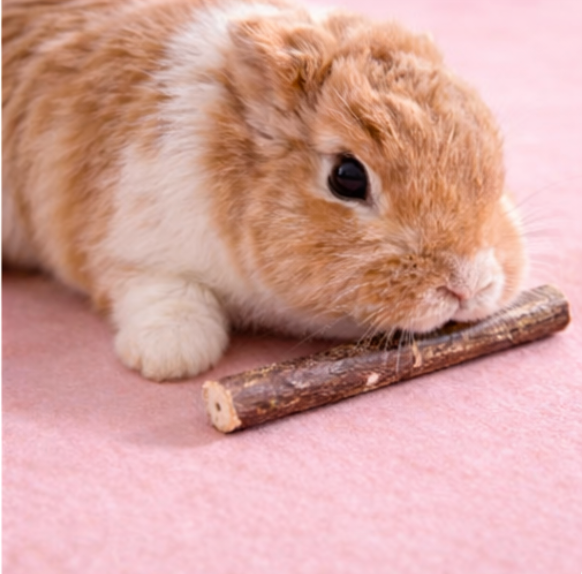 Hazel Nibble Sticks
