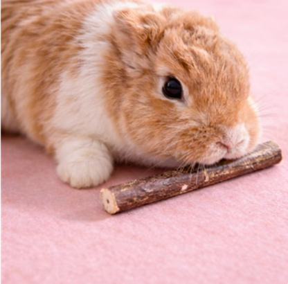 Hazel Nibble Sticks