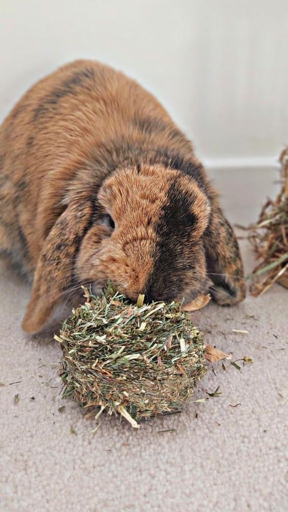 Timothy Hay Biscuits